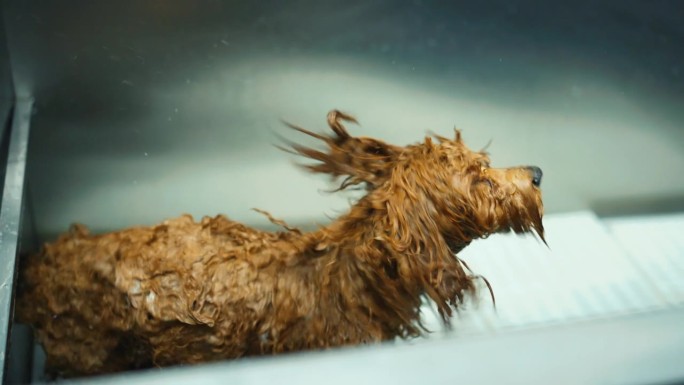 可爱的小玩具贵宾犬洗澡后抖水在美容沙龙