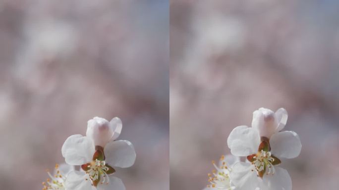 春天盛开山桃花梅花樱花蜜蜂采蜜