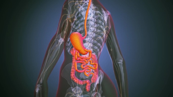 女性消化系统解剖身体结构背景