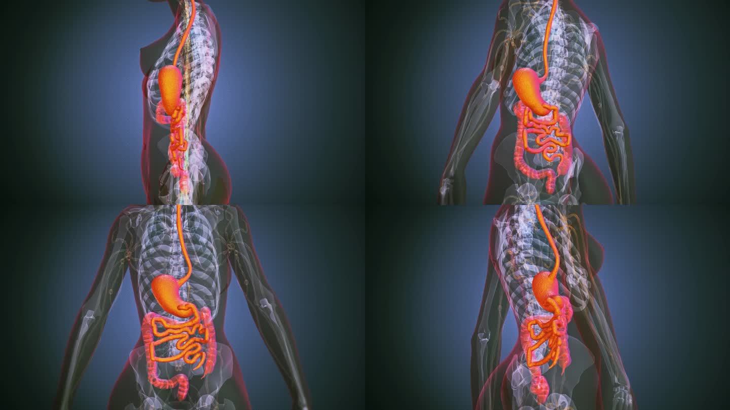 女性消化系统解剖身体结构背景