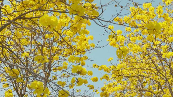 黄花风铃盛开 树上开满花朵 青黄配色