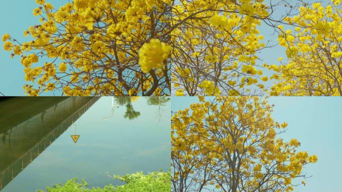 黄花风铃盛开 树上开满花朵 青黄配色