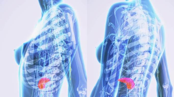 女性胰腺解剖视频素材医护竖版胰腺解剖图