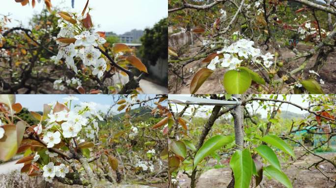 梨花盛开 春天白色梨花 邹堂梨花梨园