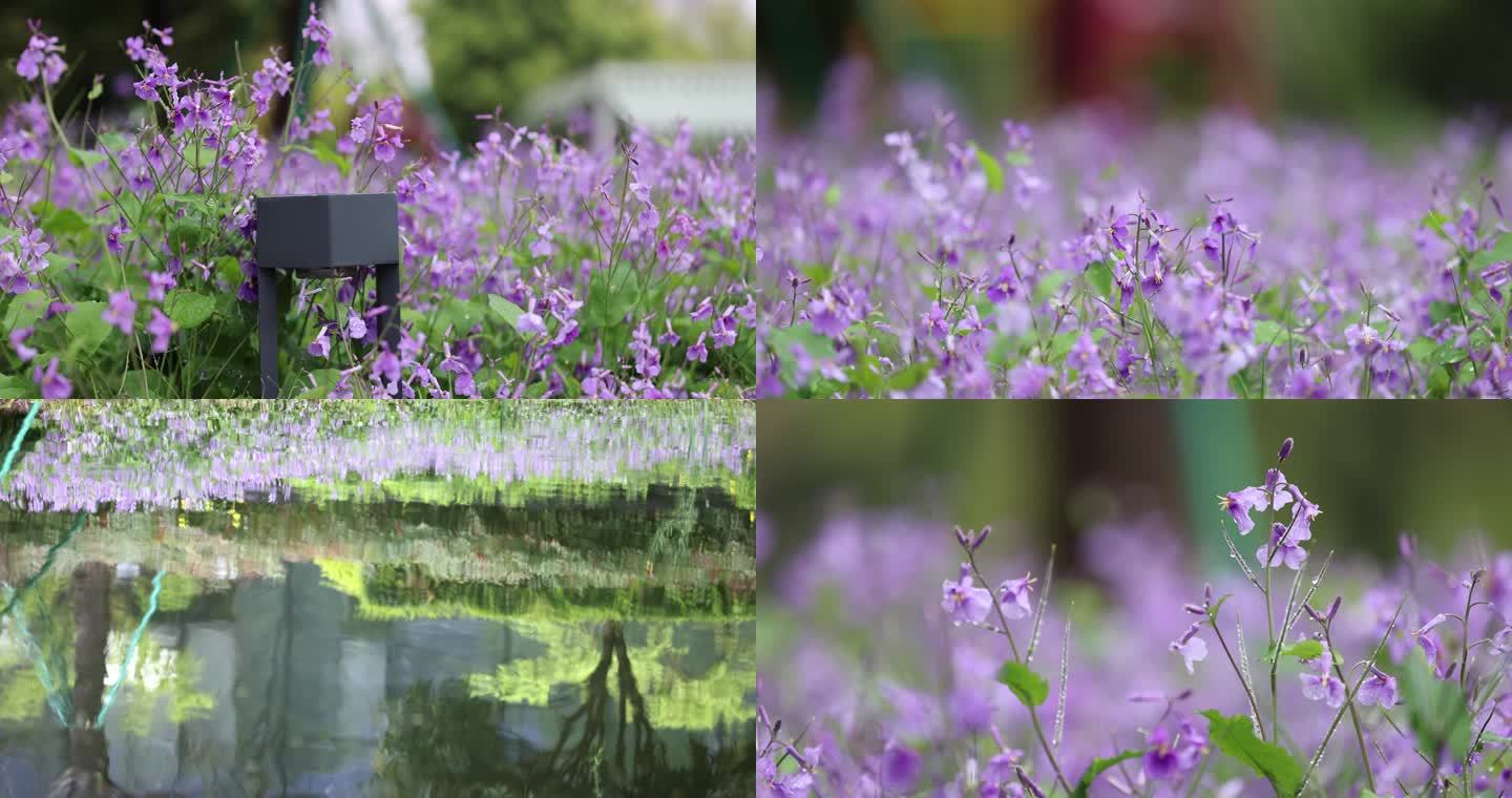 （8镜合集）春天里的紫色二月兰诸葛菜