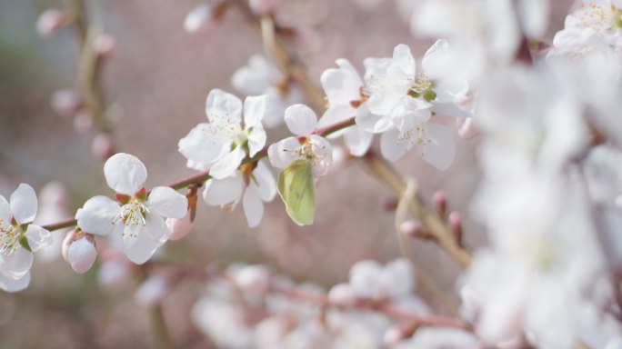 春天盛开山桃花梅花樱花蜜蜂采蜜