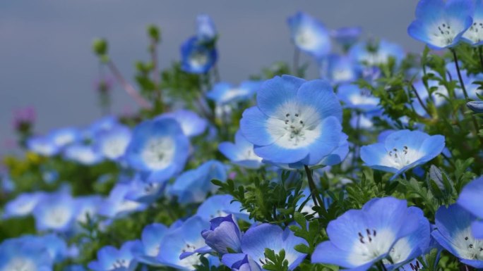 “Nemophila”的4K慢动作视频，一朵蓝色的小花在风中摇曳。