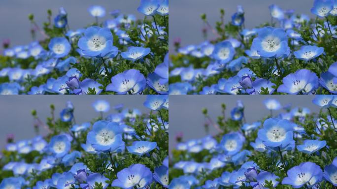 “Nemophila”的4K慢动作视频，一朵蓝色的小花在风中摇曳。