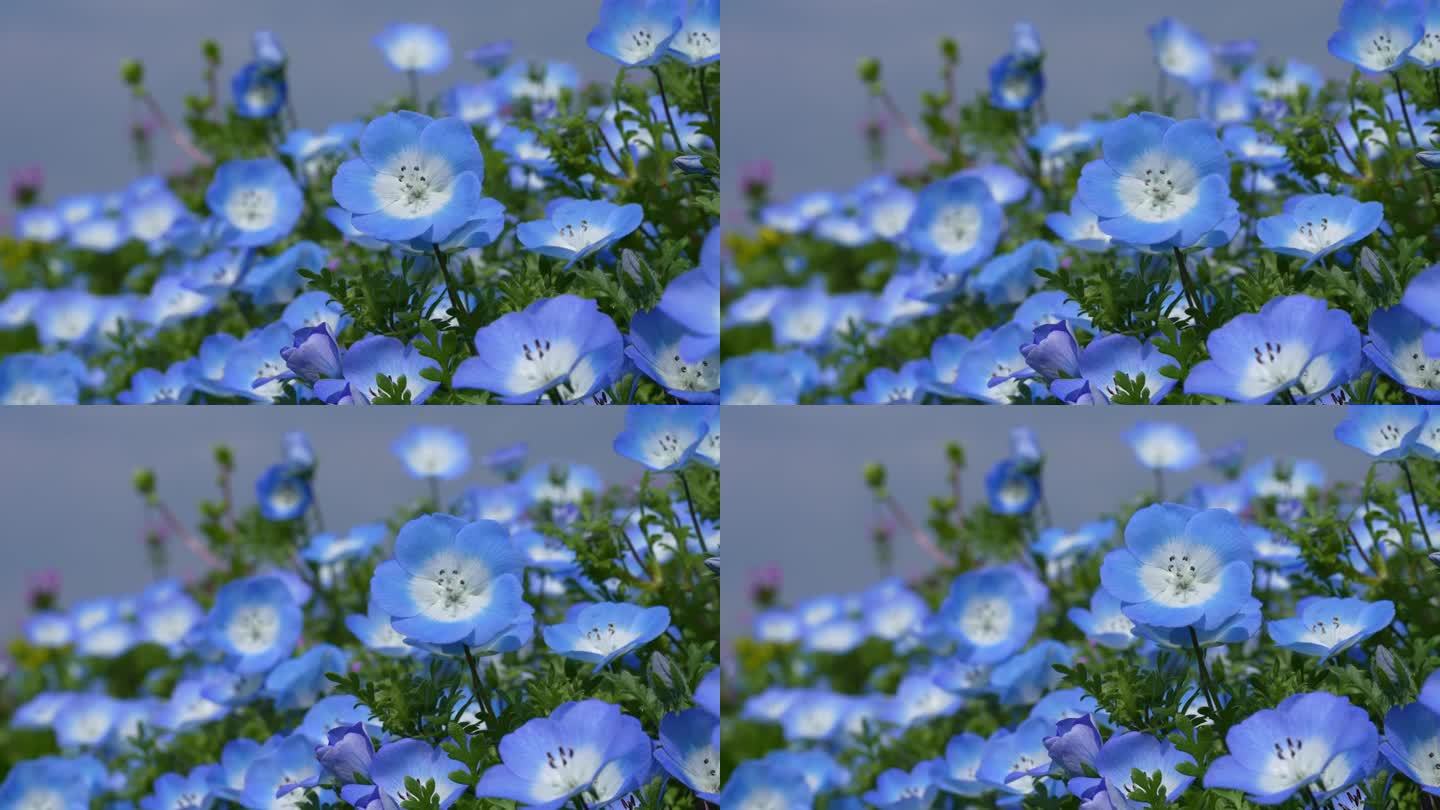 “Nemophila”的4K慢动作视频，一朵蓝色的小花在风中摇曳。