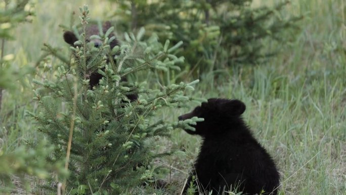 两只小灰熊在草地上游荡，四处嗅嗅，偶尔停下来吃草。熊在自然环境中穿行时显得很放松