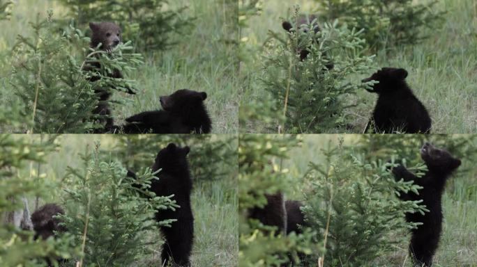 两只小灰熊在草地上游荡，四处嗅嗅，偶尔停下来吃草。熊在自然环境中穿行时显得很放松