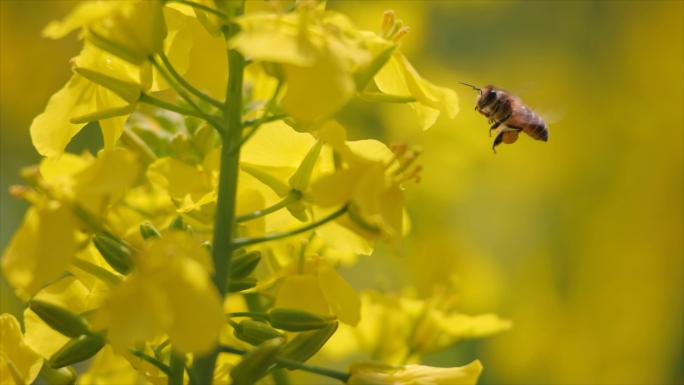 小蜜蜂在春天的油菜花田采蜜