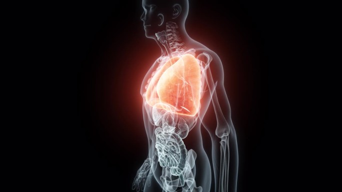 人体肺部的3D渲染医学动画。肺部x光片