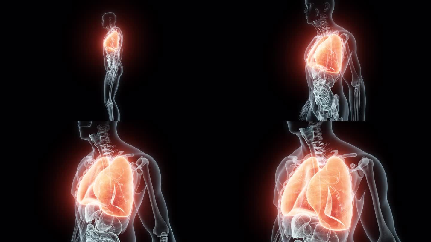 人体肺部的3D渲染医学动画。肺部x光片