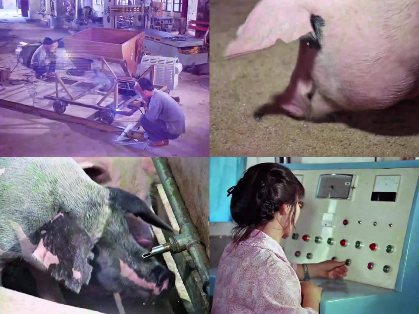 70年代 机械化自动化养猪