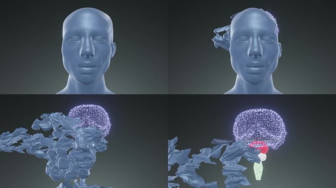 分解的脸揭示了数字人脑