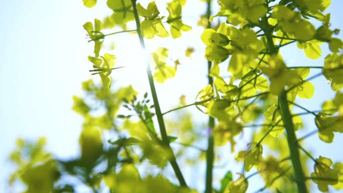 春暖花开 向日葵 油菜花 郁金香 桃花