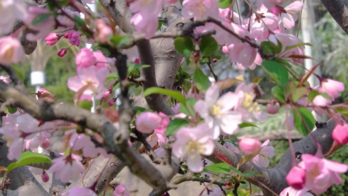 春天秋天微风吹动枫树叶樱花花朵小清新唯美