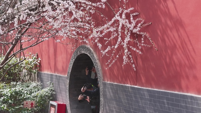 西安地标广仁寺寺庙红墙拱门山桃花春天航拍