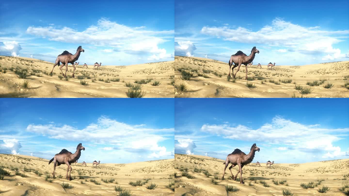 骆驼在沙漠中行走。逼真的4k动画。