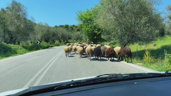 汽车行驶在被一群羊堵住的路上