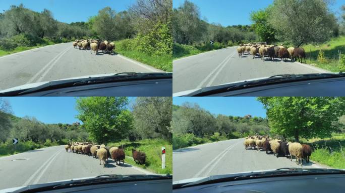 汽车行驶在被一群羊堵住的路上