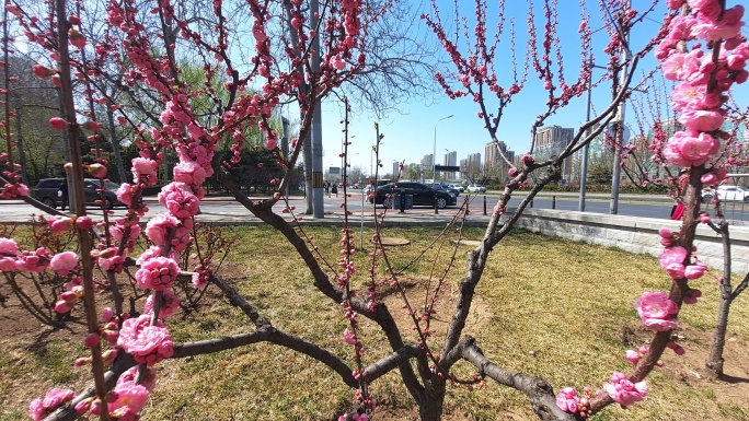 桃花春光垂柳花蕾花骨朵嫩叶嫩芽城市绿地