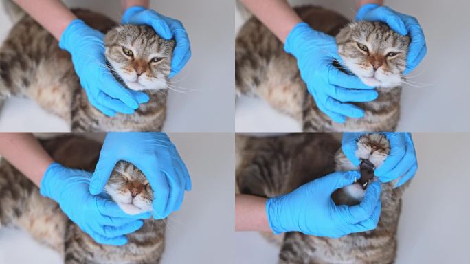 兽医检查猫的口腔。