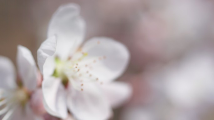 春天盛开山桃花梅花樱花蜜蜂采蜜