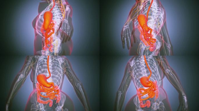 女性消化系统解剖生理结构消化过程器官功能