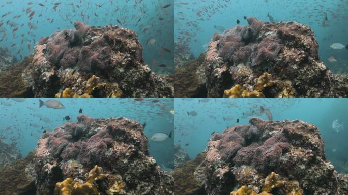 安达曼海深处五颜六色的珊瑚礁上的鱼群。