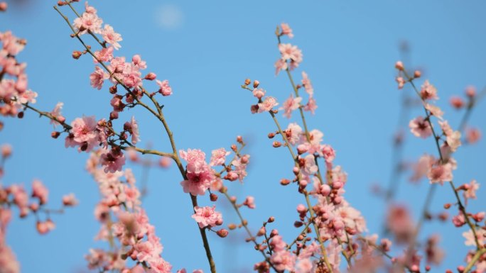 粉红色的梅花与春天的蓝天