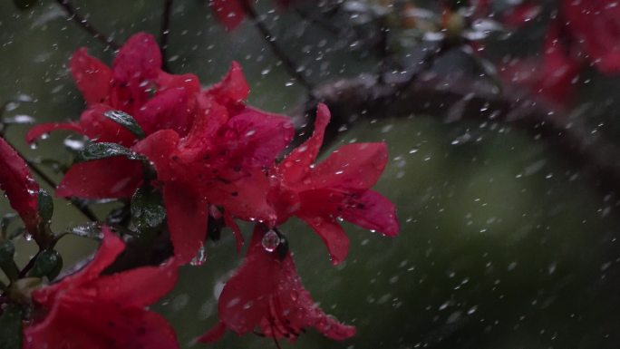 映山红雨露唯美空镜头