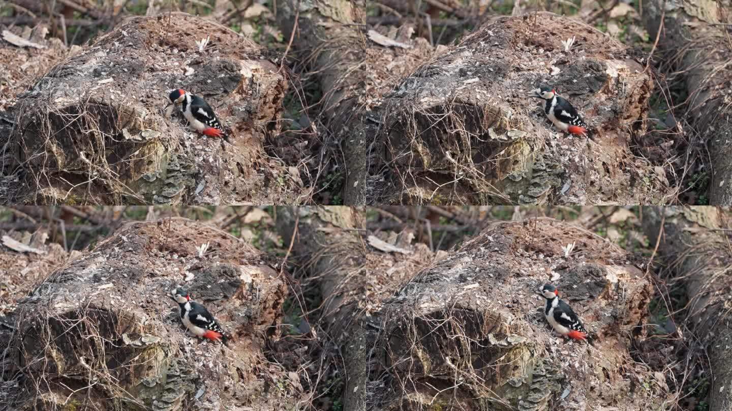 雄性大斑啄木鸟(Dendrocopos major)在森林里吃原木树皮下捕获的大幼虫的慢镜头——特写