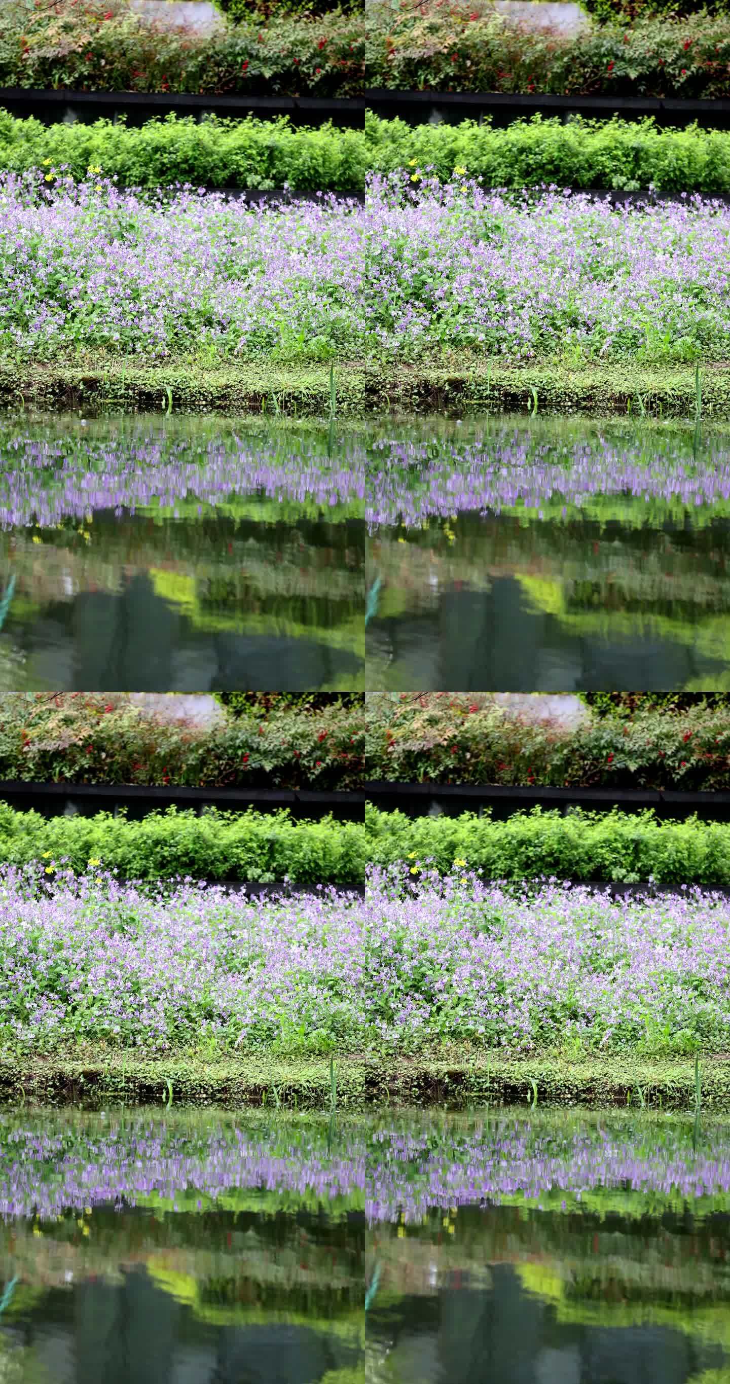 春天紫色二月兰倒映在湖里唯美治愈竖版