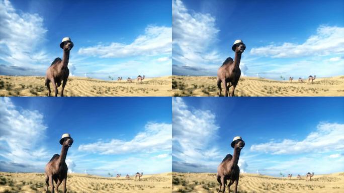 有趣的骆驼在沙漠中行走。逼真的4k动画。