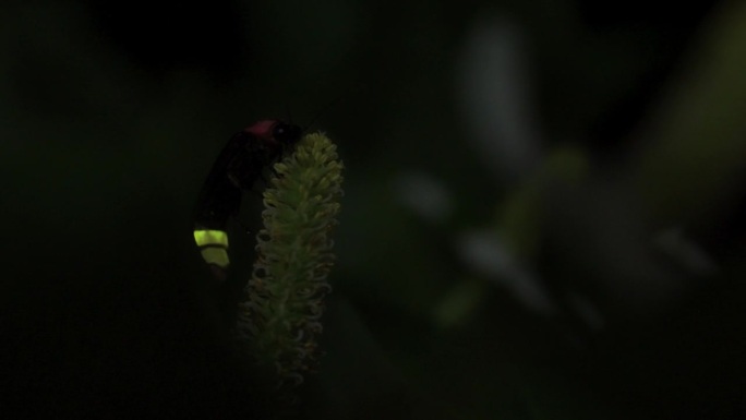 萤火虫。萤火虫紧紧抓住花朵，疯狂地发光。