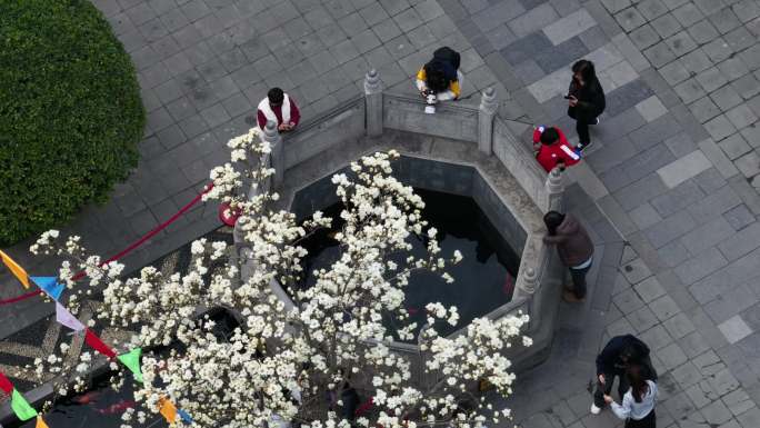 西安地标广仁寺寺庙红墙拱门山桃花春天航拍