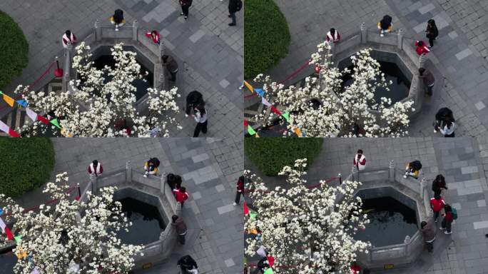 西安地标广仁寺寺庙红墙拱门山桃花春天航拍