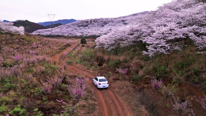 樱花园里行走在曲线泥巴路上的白色小轿车