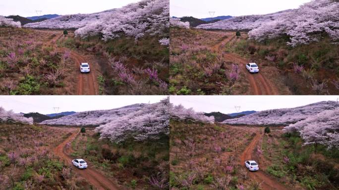 樱花园里行走在曲线泥巴路上的白色小轿车