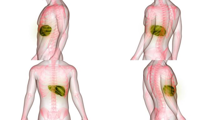 人体内部消化器官肝脏解剖动画概念