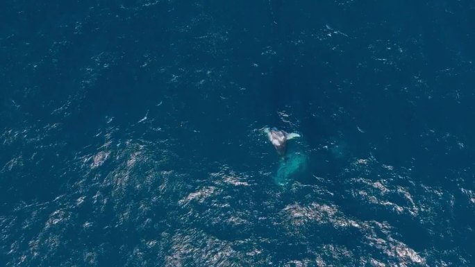 座头鲸在蓝色海面上跳跃的宽幅俯视图