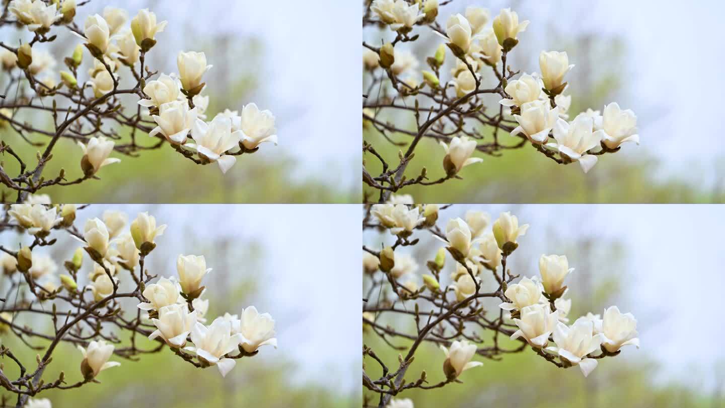 春天盛开的白色玉兰花花朵特写
