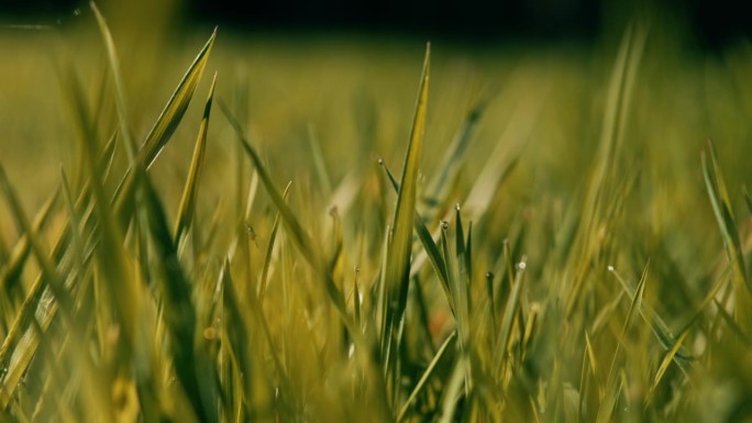 Grass极限特写