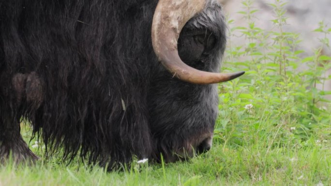 麝牛(Ovibos moschatus，拉丁语麝香羊牛)，也拼写为麝牛和麝牛，复数麝牛或麝牛是牛科的