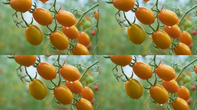 绿色有机小番茄现代农业新鲜圣女果视频素材