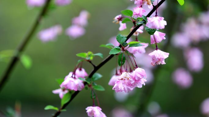 （慢镜）挂着雨滴的海棠花风中摇曳唯美治愈