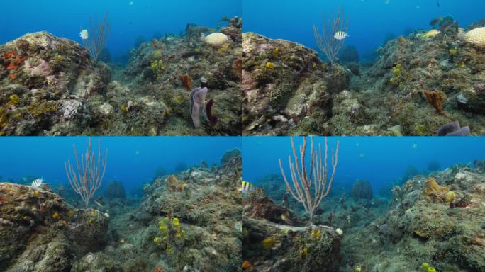 在加勒比海潜水时，珊瑚礁上的生物。在一个浅礁上拍摄，光线很好。在佳能R5上以4K拍摄。