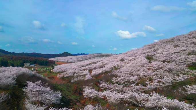 发现贵州山坡上一大片樱花赏花季节繁花似锦